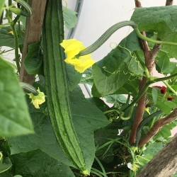 Angle Lufa Gourd(Angle ridge) Wetakolu