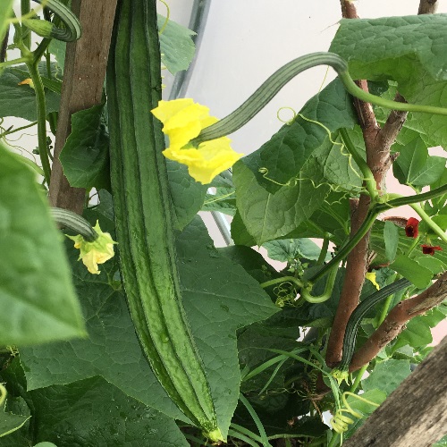 Angle Lufa Gourd(Angle ridge) Wetakolu