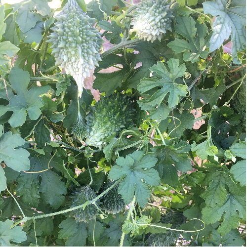 Bitter Melon Bitter Gourd