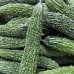 Bitter Melon Bitter Gourd