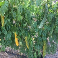 Bitter Melon Bitter Gourd