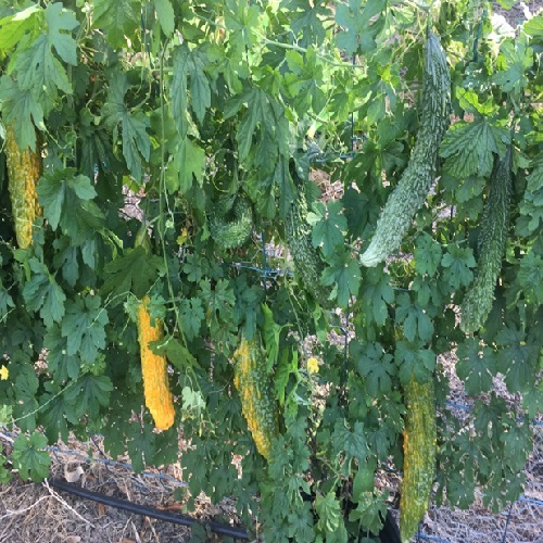 Bitter Melon Bitter Gourd