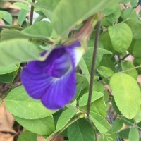 Butterfly Pea(Nil Katarolu)