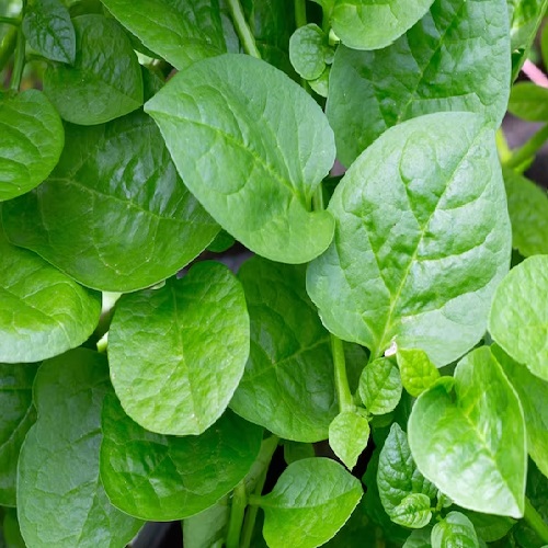 Ceylon Spinach(Nivithi)