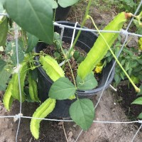 Winged Beans ( Dabala)