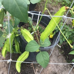 Winged Beans ( Dabala)