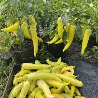 Chilli Banana Pepper, Malu Miris