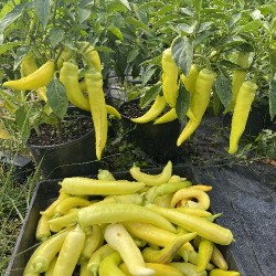 Chilli Banana Pepper, Malu Miris