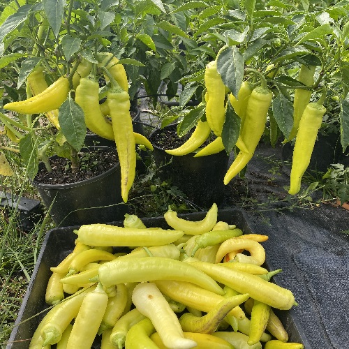 Chilli Banana Pepper, Malu Miris