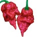 Chilli Caroline Reaper