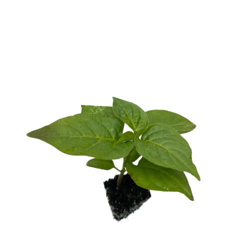 Chilli Caroline Reaper