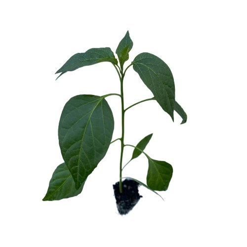 Chili Yellow Capsicum