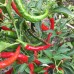 Chili Indian Hot Chili
