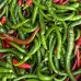 Chili Indian Hot Chili