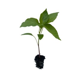 Chili Bird's eye/ Thai hot chili