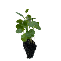 Chinese Brocoli (Gai Lan)