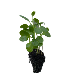 Chinese Brocoli (Gai Lan)