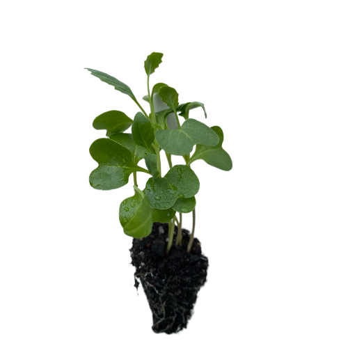 Chinese Brocoli (Gai Lan)