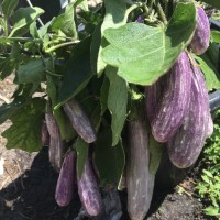 Eggplant - Graffiti long