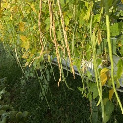 Snake Beans