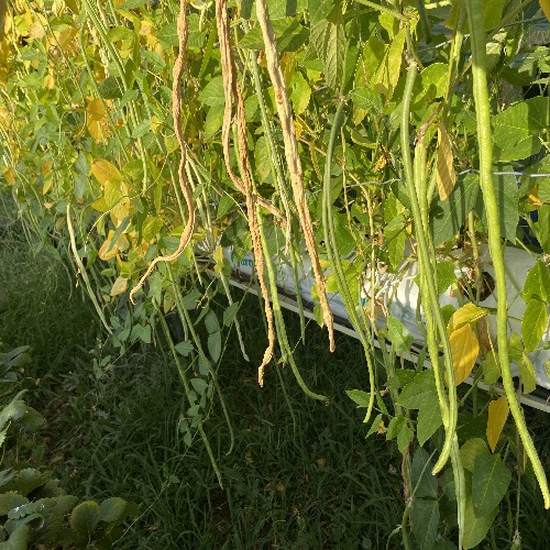 Snake Beans