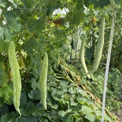Snake Gourd(Pathola)