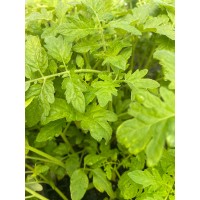 Cherry tomato ( Tommy Toe)