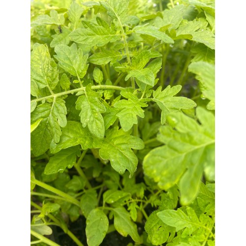 Cherry tomato ( Tommy Toe)